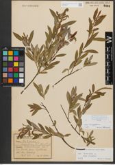 Foto von Salix triandra subsp. amygdalina (L.) Schübl. & G. Martens